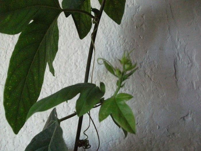 viitoare floricele 28.11.2012 - Passiflora