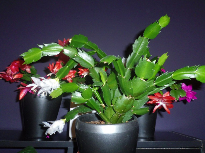 28 nov. 2012 - 2012 Cactusi Suculente