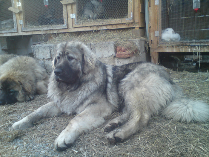 BRUNO - 2-PAZA DIN CURTE