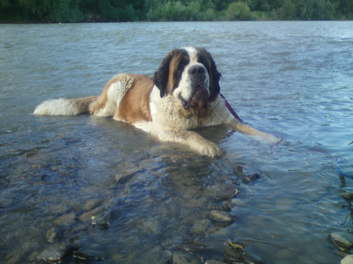 JERSEY - 2-PAZA DIN CURTE