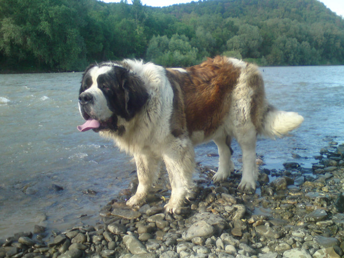 SHANON - 2-PAZA DIN CURTE