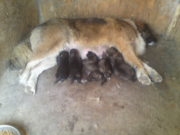 HEXA CU PUII - 2-PAZA DIN CURTE