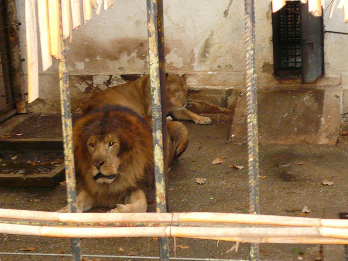 P1170574 - zoo