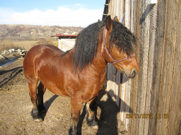 silver; armasar 2,5 ani...800kg,cu pedigree,invatat la caruta
