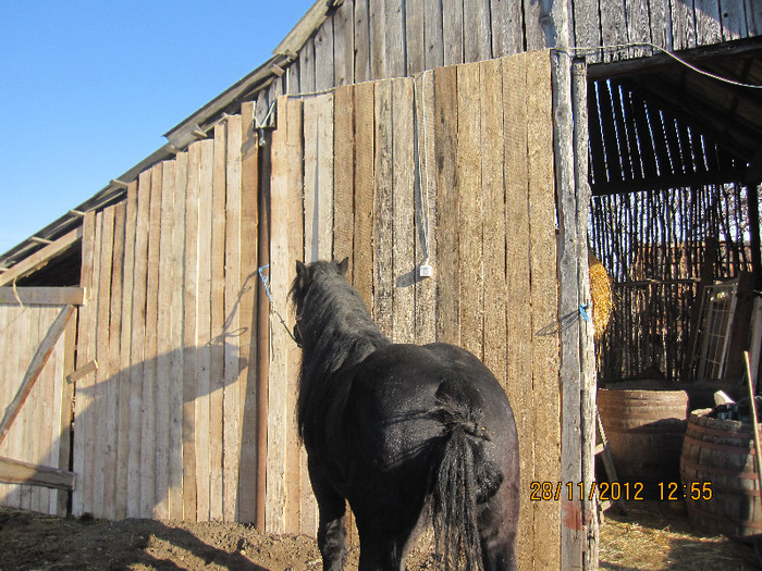 corbu-VANDUT; armasar negru,3 ani,650kg...invatat la caruta,nr d tel 0755941923
