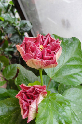 hibiscus Linda Pearl boboci