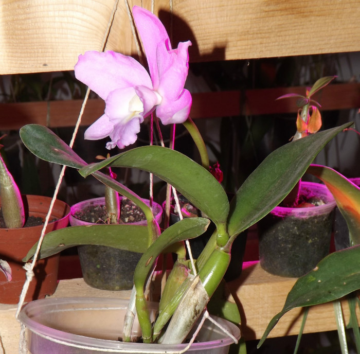 catt28nov2012 - Cattleya