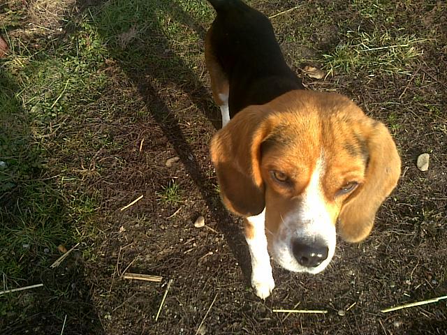 EleLife_1187 - beagle de vanzare