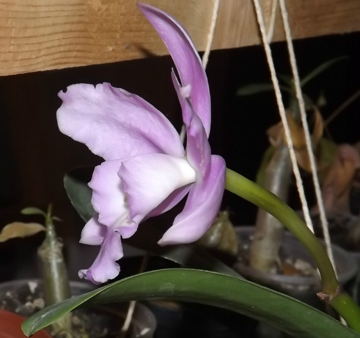 catt-de-aproape - Cattleya