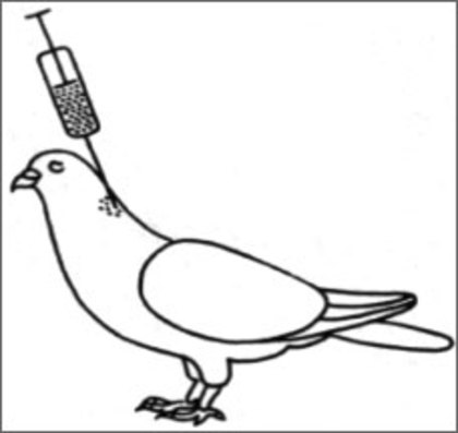 fig9 - E--BOLILE SI TRATAMENTUL PORUMBEILOR