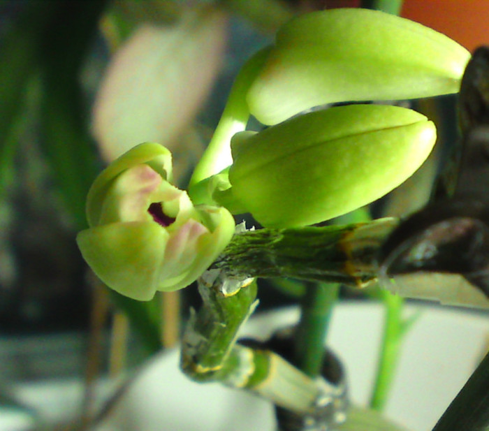 Dendro nobile - Orhidee- reinfloriri
