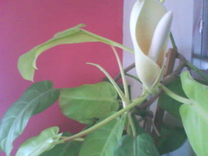  - philodendron erubescence gold