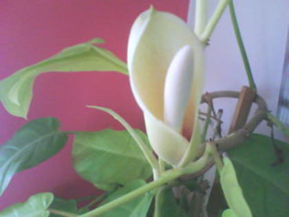  - philodendron erubescence gold