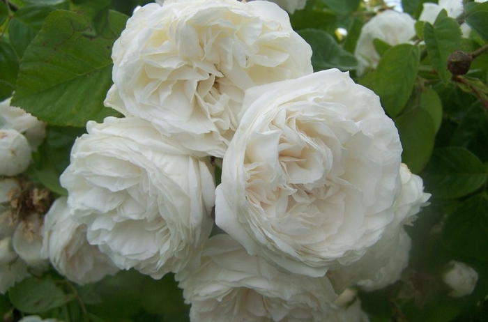 Long-John-Silver  clm - wish list trandafiri 2013