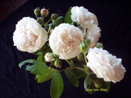 Long John Silver - wish list trandafiri 2013