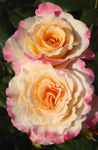 rosa_aquarell - achizitii de trandafiri pt toamna 2012