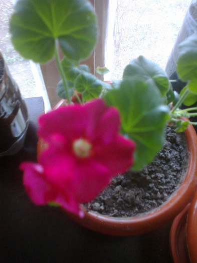 la sfarsit de noiembrie o muscata