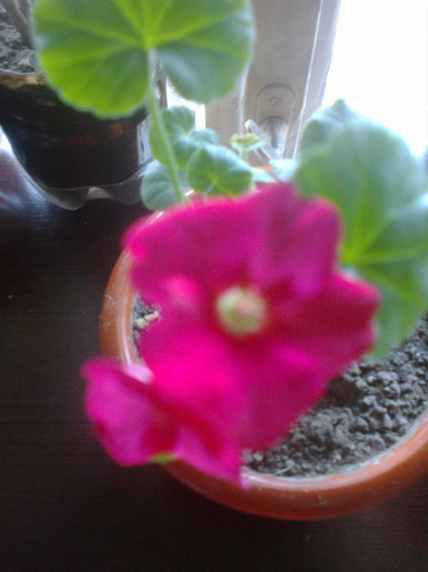 ciclamen cu ochi alb