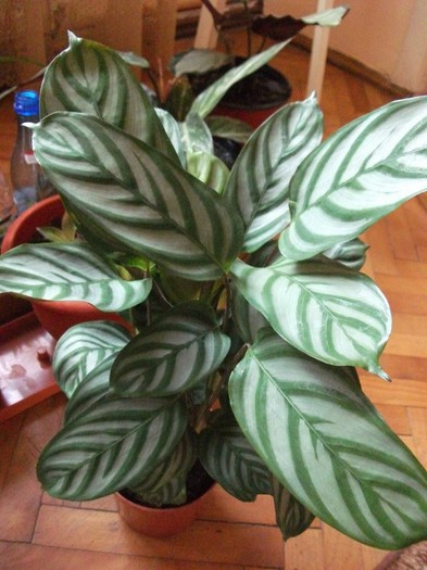 picture 152 - Calathea