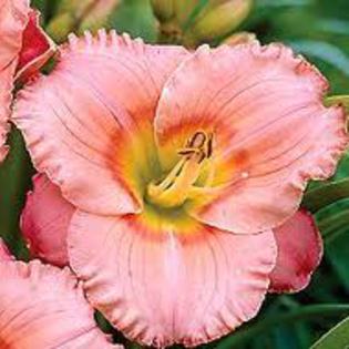 Elegant candy - Achizitii hemerocallis 2012