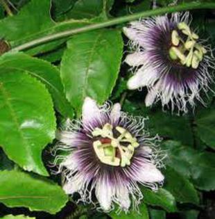 passiflora de la hapy