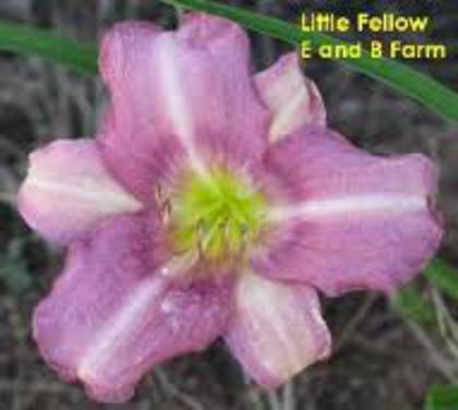 Little Fellow - Achizitii hemerocallis 2012