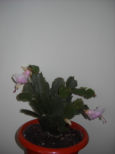 Alb cu roz! - Schlumbergera-2010-2013