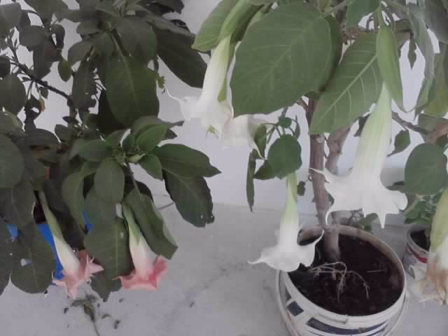 P021112_05.16 - brugmansia si datura 2012-2