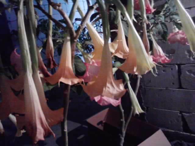 P021112_05.20_[01] - brugmansia si datura 2012-2