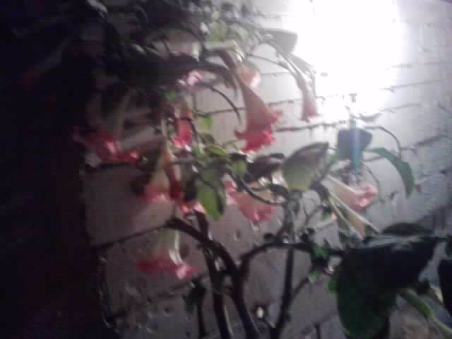 P021112_05.20_[04] - brugmansia si datura 2012-2