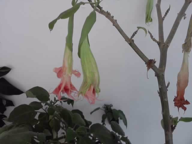 P021112_05.23 - brugmansia si datura 2012-2