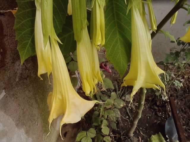 P031112_02.08_[04] - brugmansia si datura 2012-2