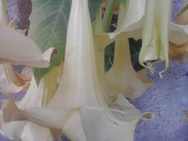 P041012_04.01_[01] - brugmansia si datura 2012-2