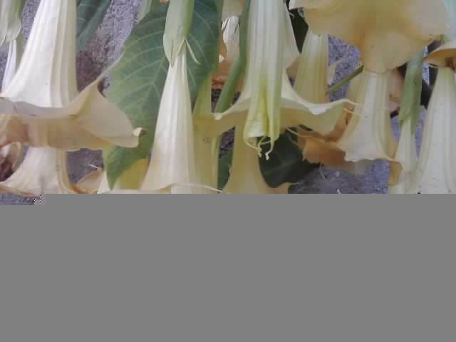 P041012_08.52 - brugmansia si datura 2012-2