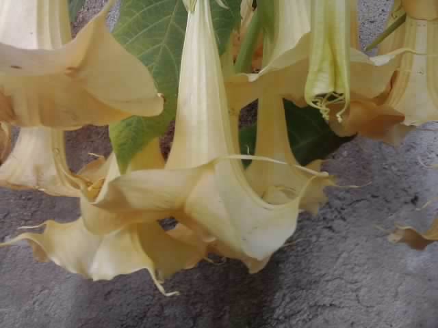 P041012_22.17 - brugmansia si datura 2012-2