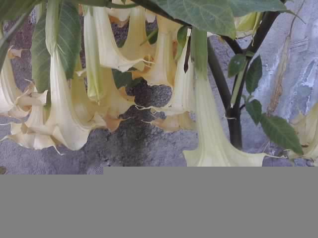 P041012_22.17_[01] - brugmansia si datura 2012-2