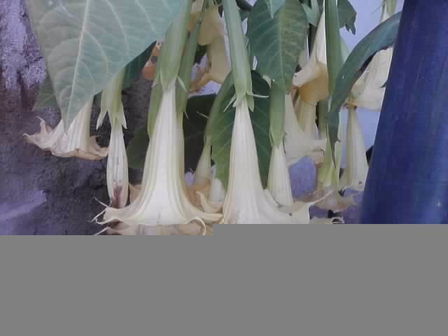 P041012_22.18 - brugmansia si datura 2012-2