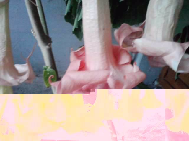 P041012_22.18_[03] - brugmansia si datura 2012-2