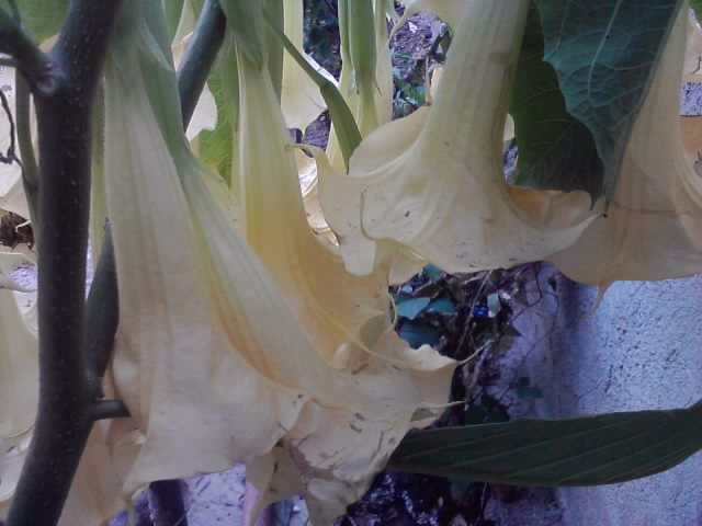 P041012_22.19_[02] - brugmansia si datura 2012-2