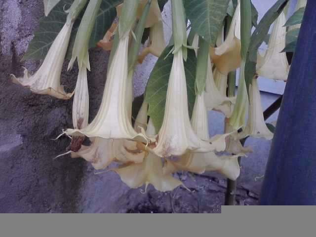 P041012_22.19_[03] - brugmansia si datura 2012-2