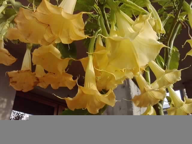 P051012_06.59_[01] - brugmansia si datura 2012-2