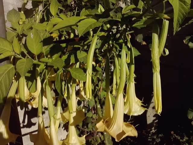 P051112_01.05 - brugmansia si datura 2012-2