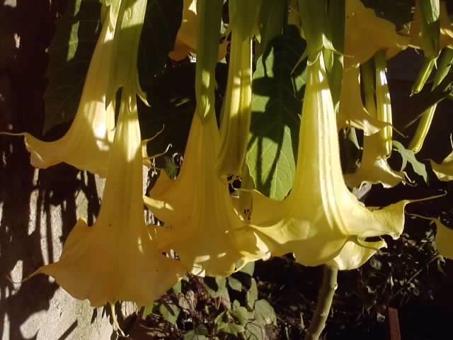 P051112_01.05_[02] - brugmansia si datura 2012-2