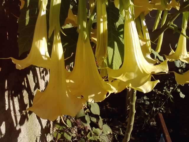 P051112_01.05_[03] - brugmansia si datura 2012-2