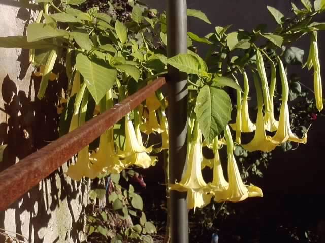 P051112_01.05_[04] - brugmansia si datura 2012-2