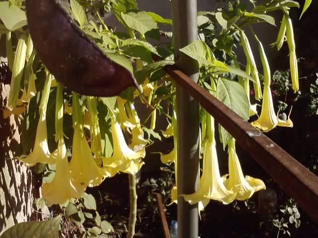 P051112_01.05_[05] - brugmansia si datura 2012-2