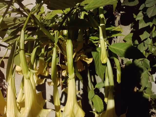P051112_01.05_[06] - brugmansia si datura 2012-2