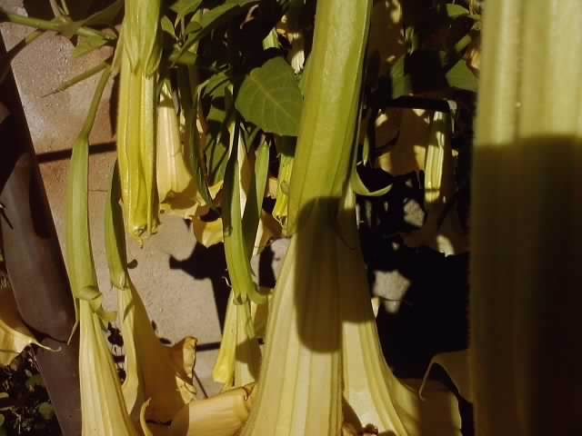 P051112_01.05_[07] - brugmansia si datura 2012-2