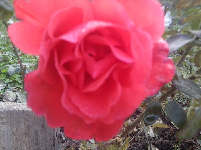 Fotografie0065 - roze 2012-2