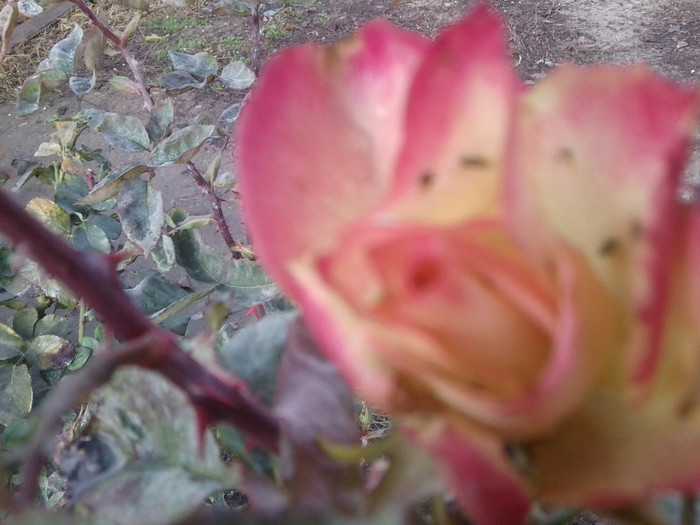 Fotografie0070 - roze 2012-2
